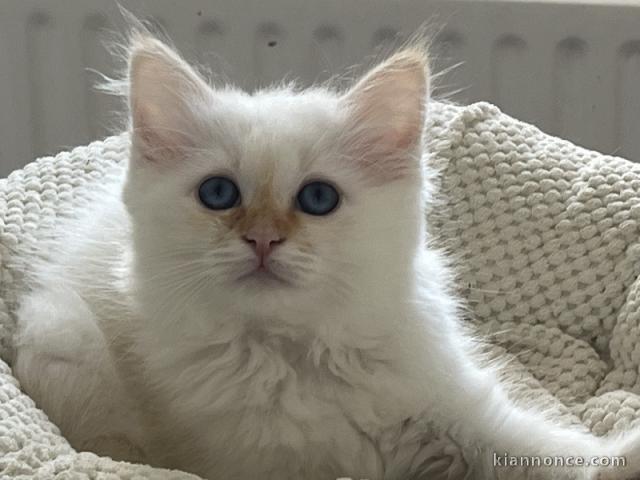 Adorable chaton sacré Birmanie disponible 