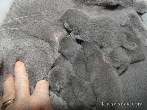 Chaton châtreux disponible pour adoption 