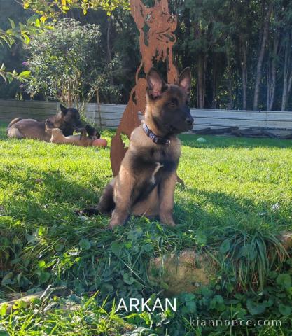 Bébé chiot belge belge a donner femelle 