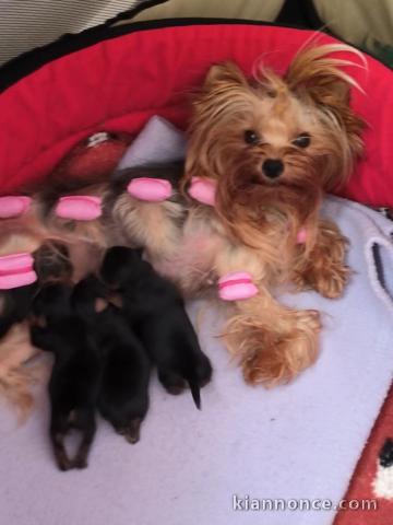 Don chiot Yorkshire disponible 