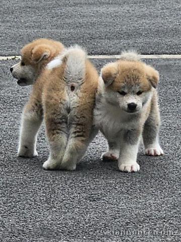 magnifique chiot Akita inu a donner 