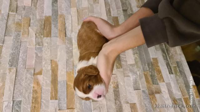 chiot bouledogue anglais pour adoption 