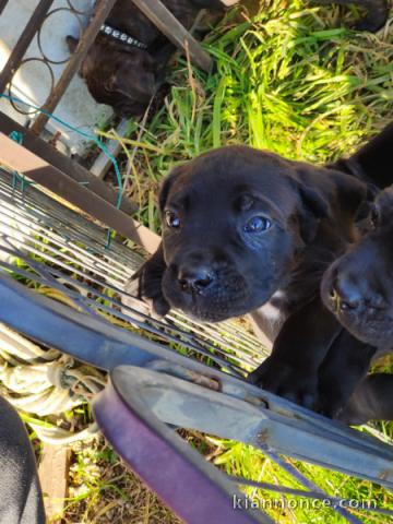 chiot cane corso mâle 