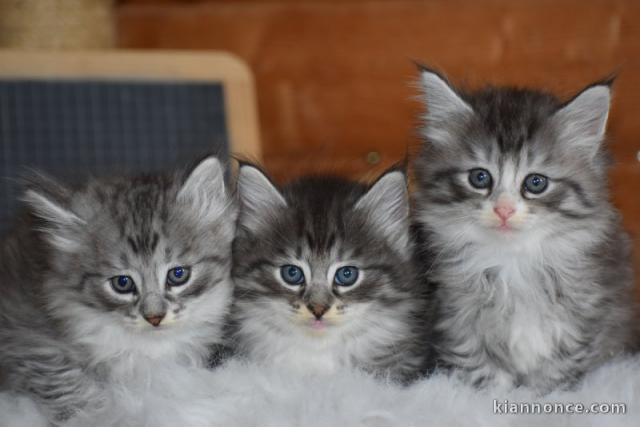 chaton norvégien a donner 