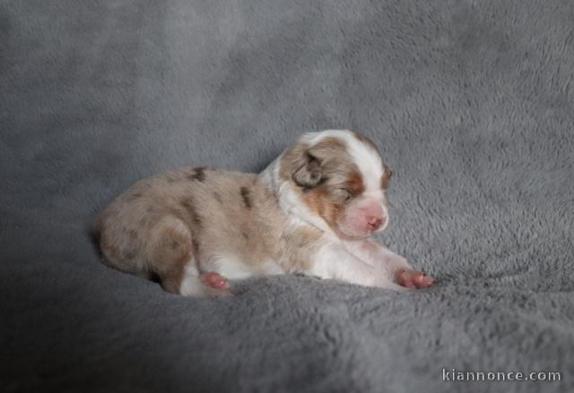 chiot berger australien disponible 