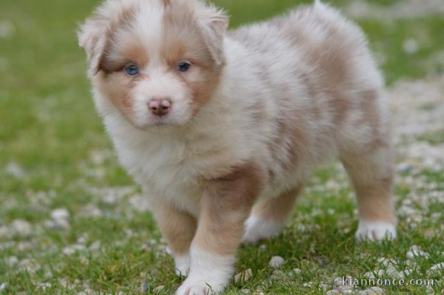 a donner chiot berger australien mâle 