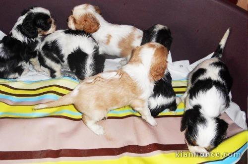 Chiots Cavalier King Charles à réserver 