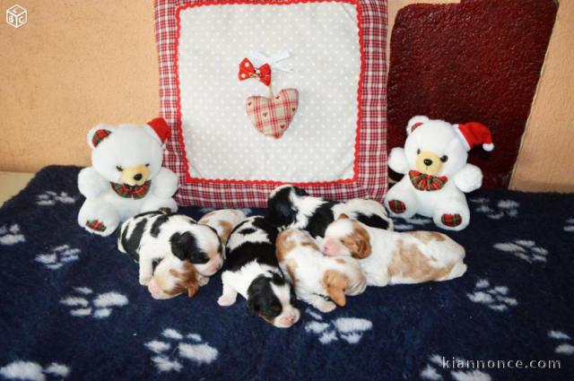 Chiots Cavalier King Charles à réserver 