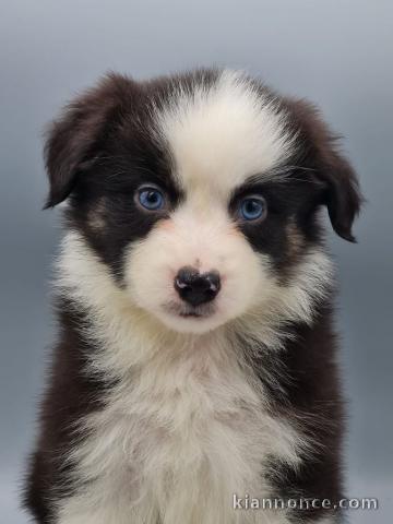 chiot border collier a donner 