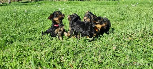 dons chiot Yorkshire femelle 