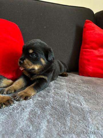 chiot rottweiler disponible pour adoption 