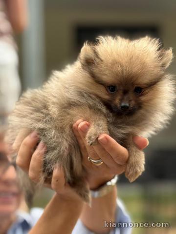 chiot spitz allemand a donner a petit prix 600€