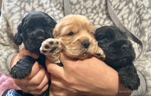 adorable chiot cocker anglais disponible 