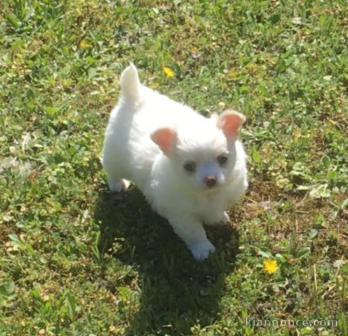  Chihuahuas blanche à donner 