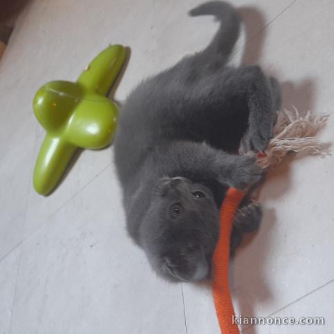 chaton châtreux disponible 