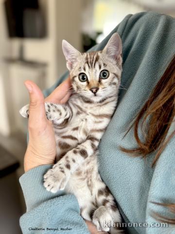 Bengal disponible pour adoption 