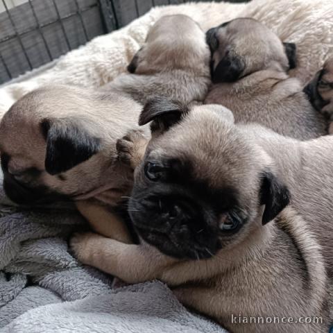 Dons chiot carlin disponible 