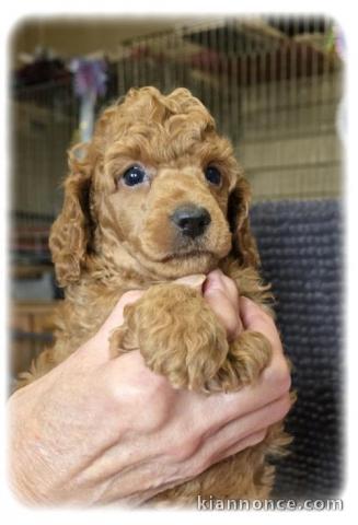 chiot caniche disponible pour adoption 