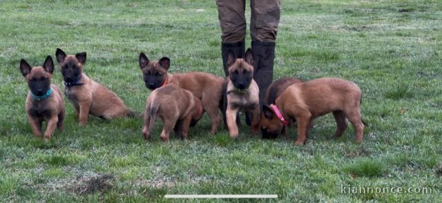 chiot belge belge disponible 
