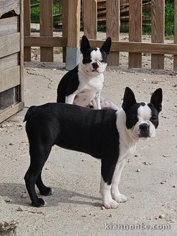 chiot boston terrier femelle a donner 