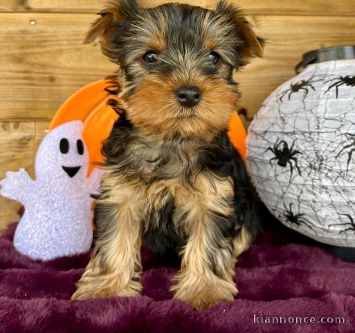 chiot Yorkshire terrier femelle a donner 