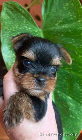 Dons chiot Yorkshire terrier femelle 