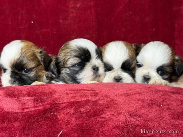 chiot Shih Tzu a donner 