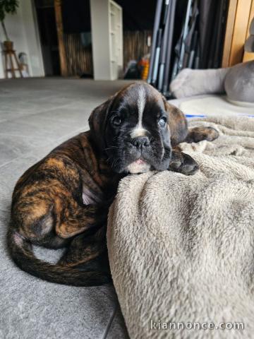 chiot boxer disponible pour adoption 