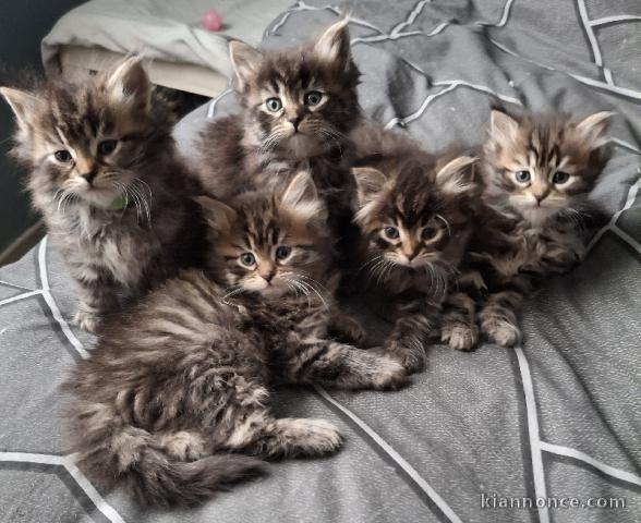 chaton sibérien à donner 