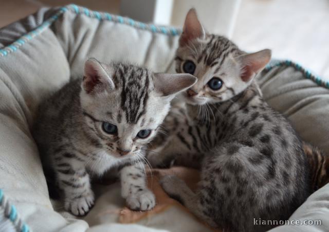 chaton Bengal disponible pour adoption 
