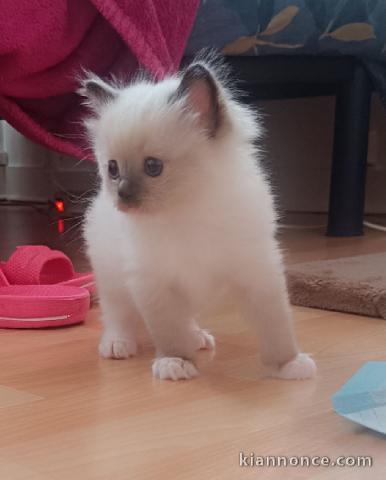 magnifique chaton ragdoll femelle a donner 