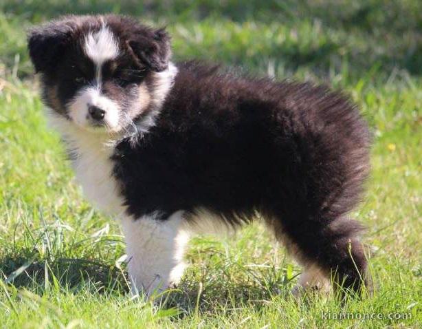 ‎Magnifiques chiots Berger Australien à donner ‎ ‎