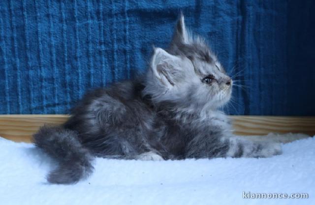 bébé chaton maine coon mâle 