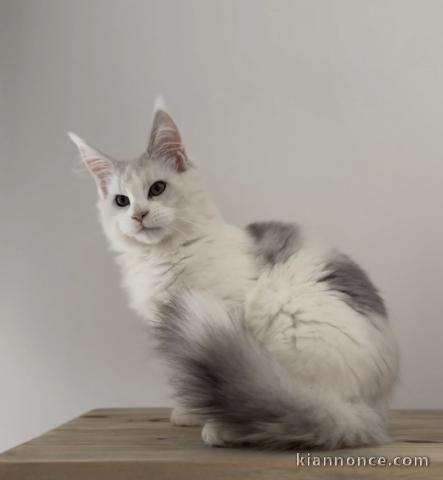chaton Maine coon mâle a donner 