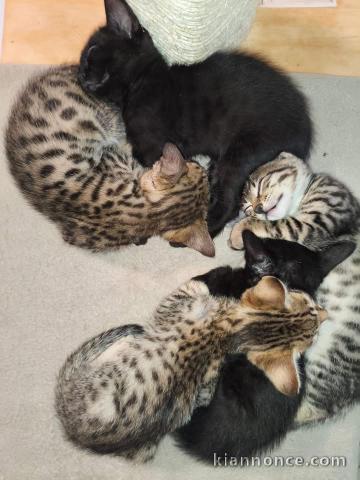 chaton Savannah disponible pour adoption 