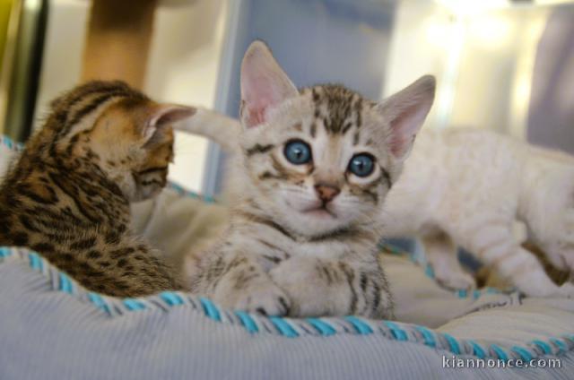 chaton Bengal pour compagnie 