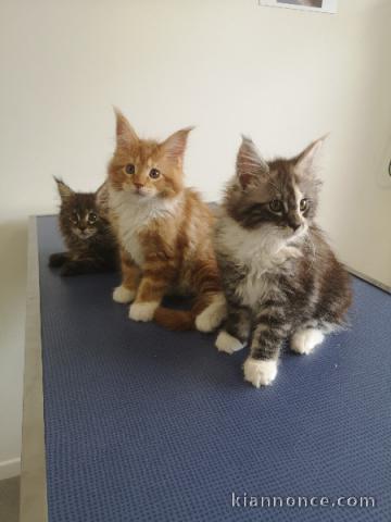 chaton Maine coon femelle et mâle disponible 