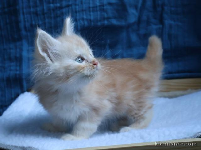magnifique chaton maine coon disponible 