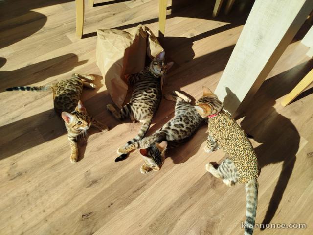 chaton Bengal disponible pour adoption 