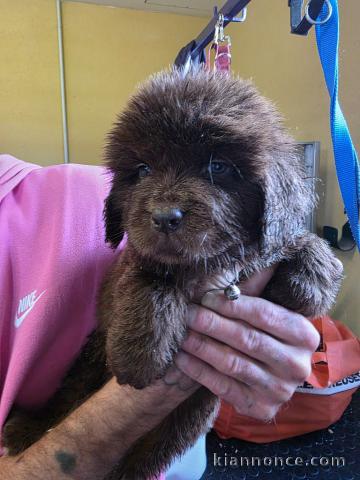 bébé chiot Terre neveu femelle disponible 