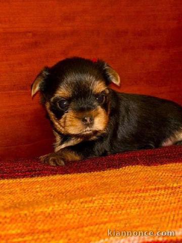 chiot Yorkshire disponible pour adoption 