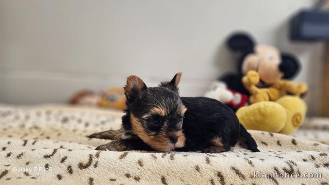 magnifique chiot Yorkshire disponible 