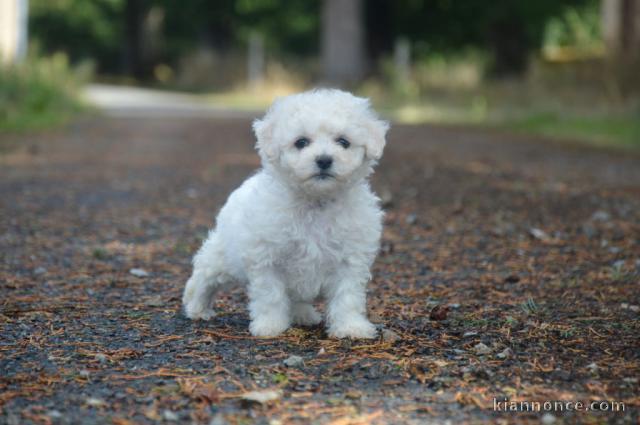 chiot bichon frisé femelle a donner 