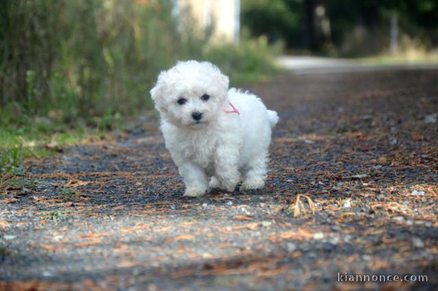 je donne chiot bichon frisé 