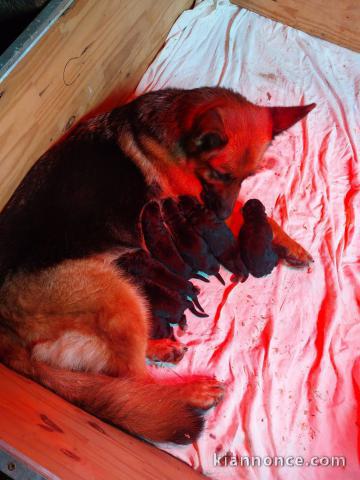 chiot type berger allemand disponible 