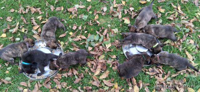 bébé chiot berger hollandais à donner 