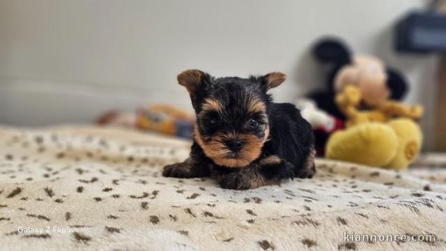 chiot Yorkshire femelle 