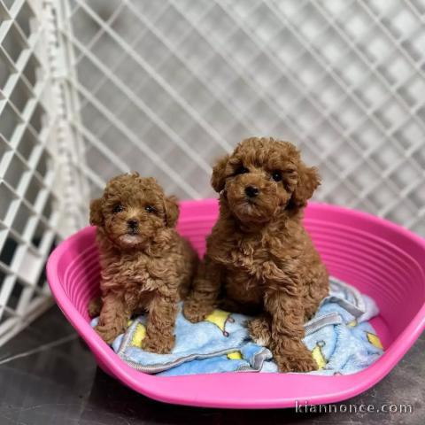 Adorables chiots Caniche Toy.