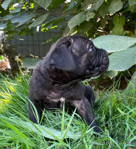 adopter chiot cane corso disponible 