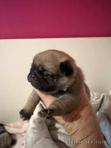 chiot carlin disponible pour adoption 